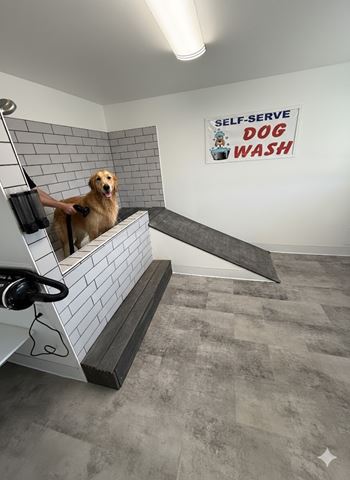 Dog wash